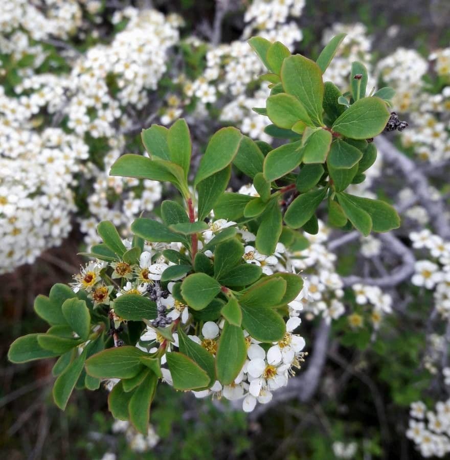 Spirea ipericifolia 15