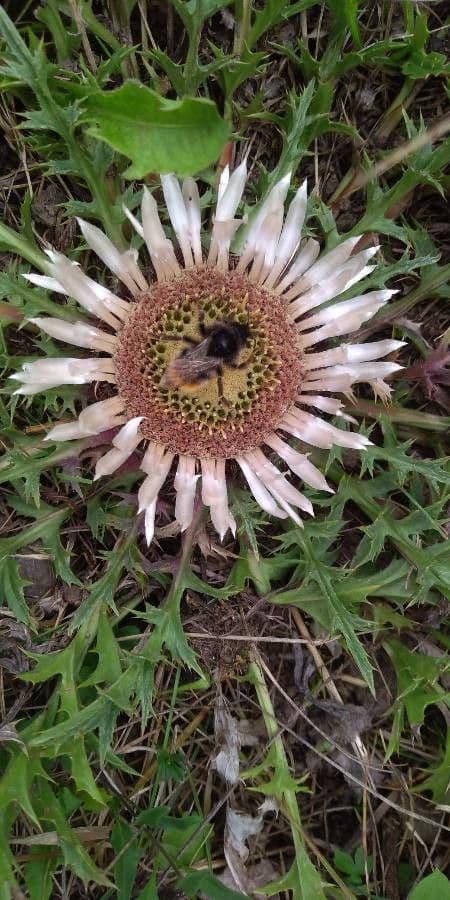 Silberdistel 10
