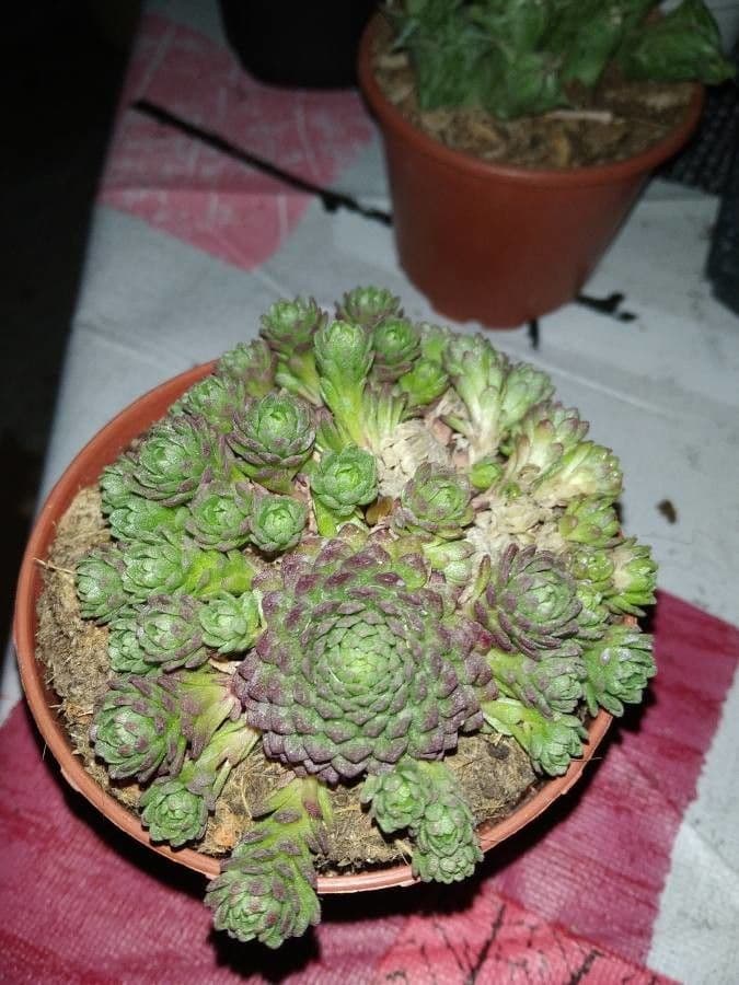 Rosularia 2