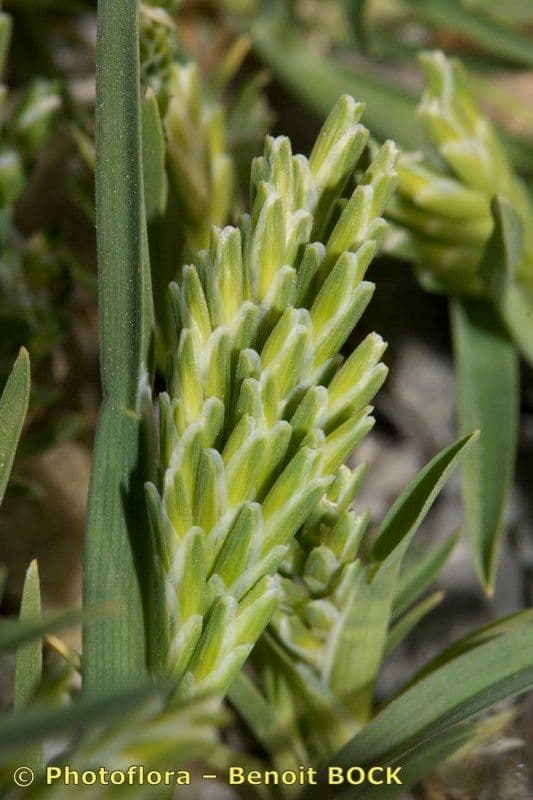 Sclerochloa 3
