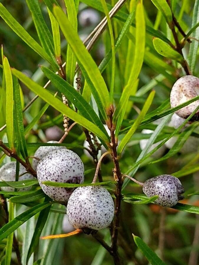 Variable tea-myrtle 2