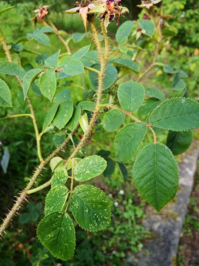 Rosa centifolia 8