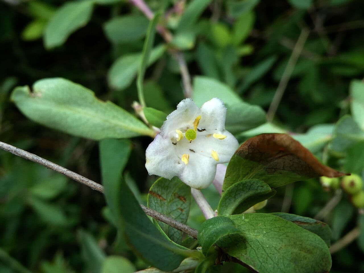 Caprifoglio pirenaico 8