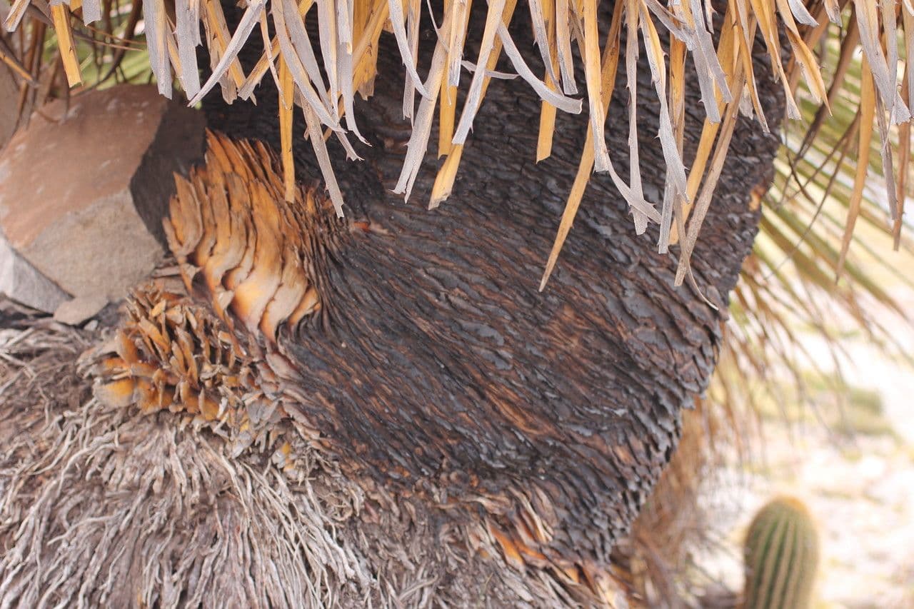 Puya raimondii 16