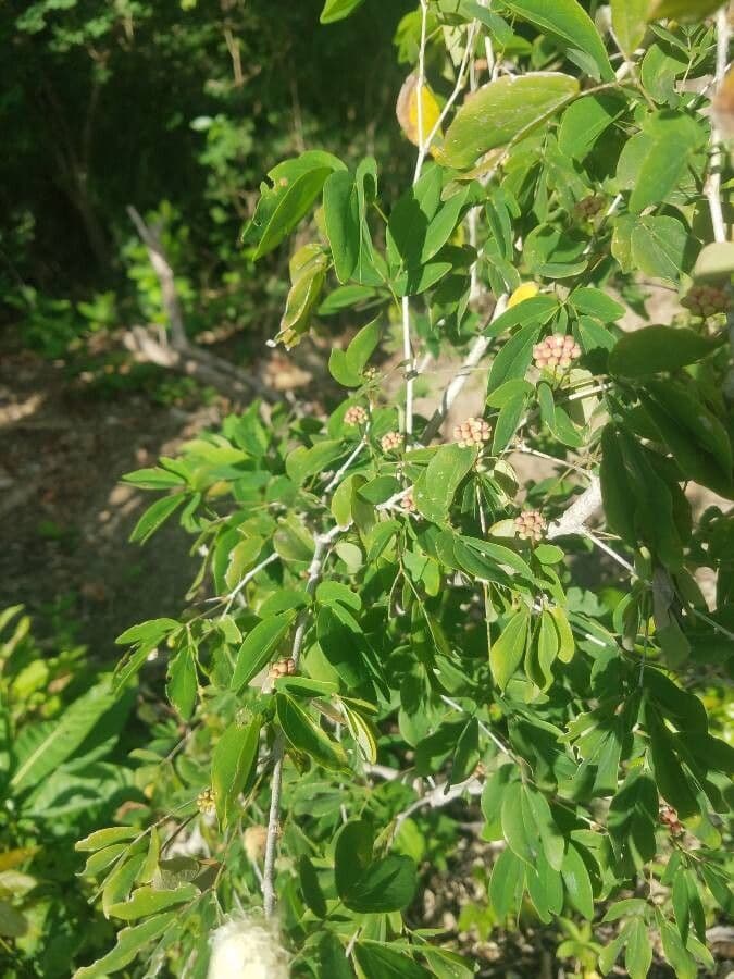Calliandra 13