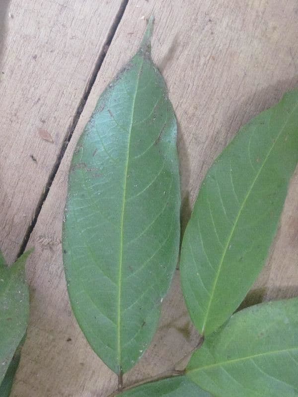 Leptobalanus 5