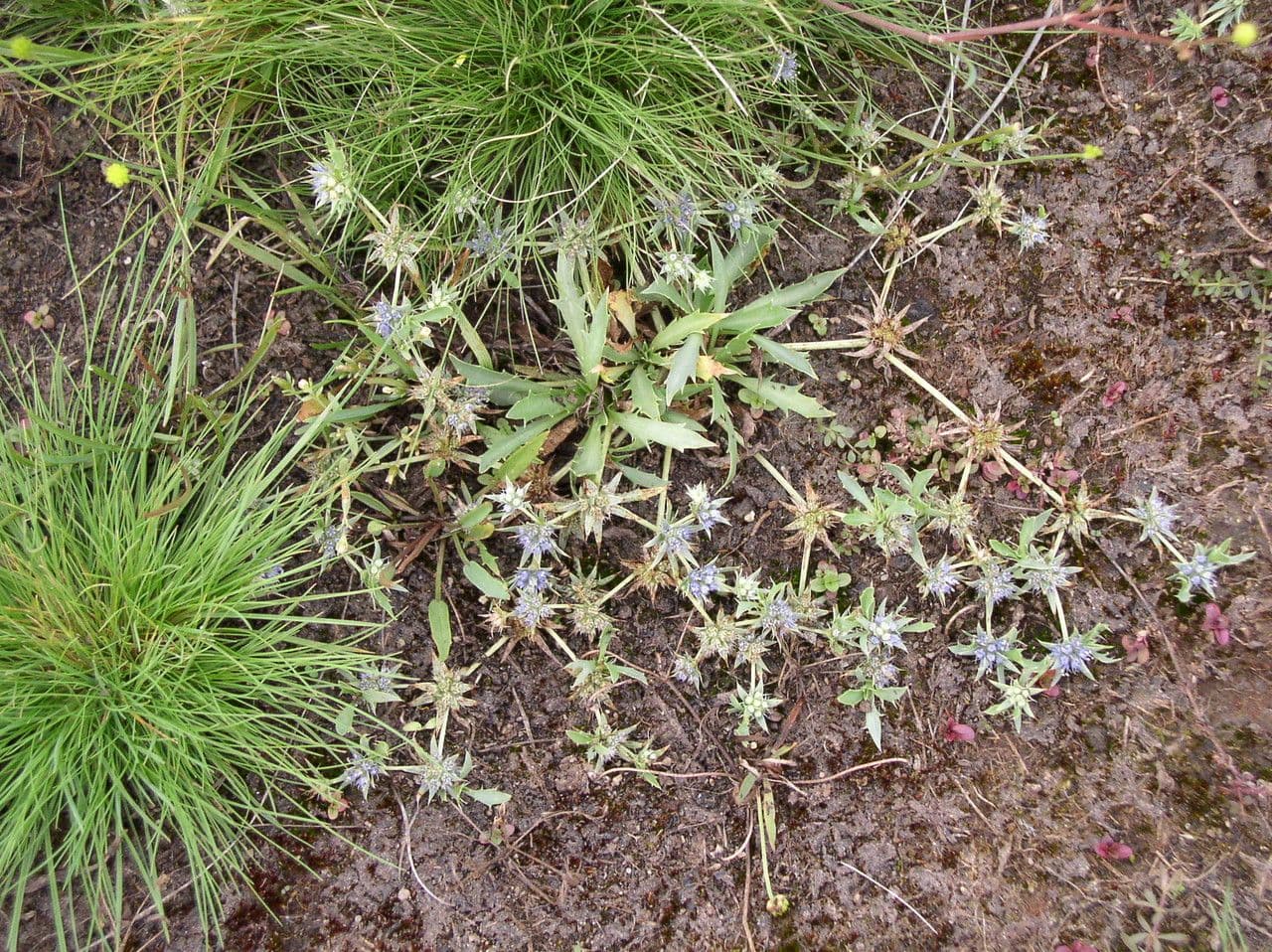 Ostropec 11