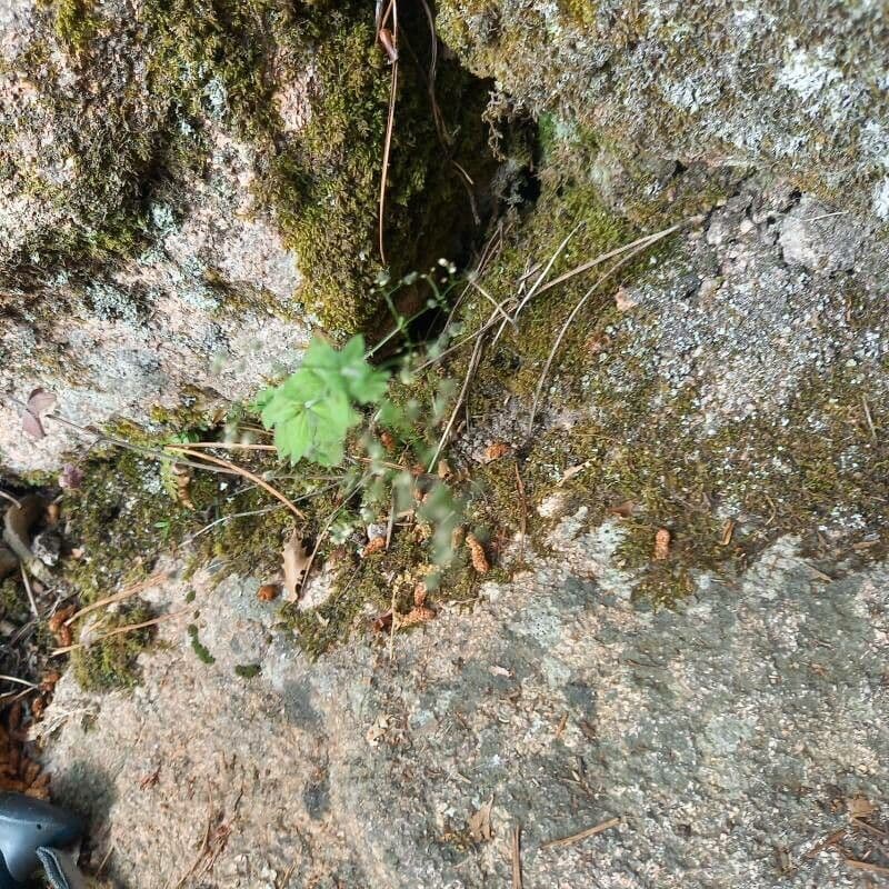 Galium