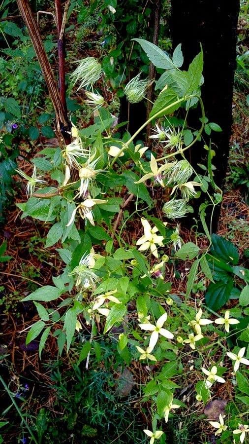 Clematis cirrhosa 15