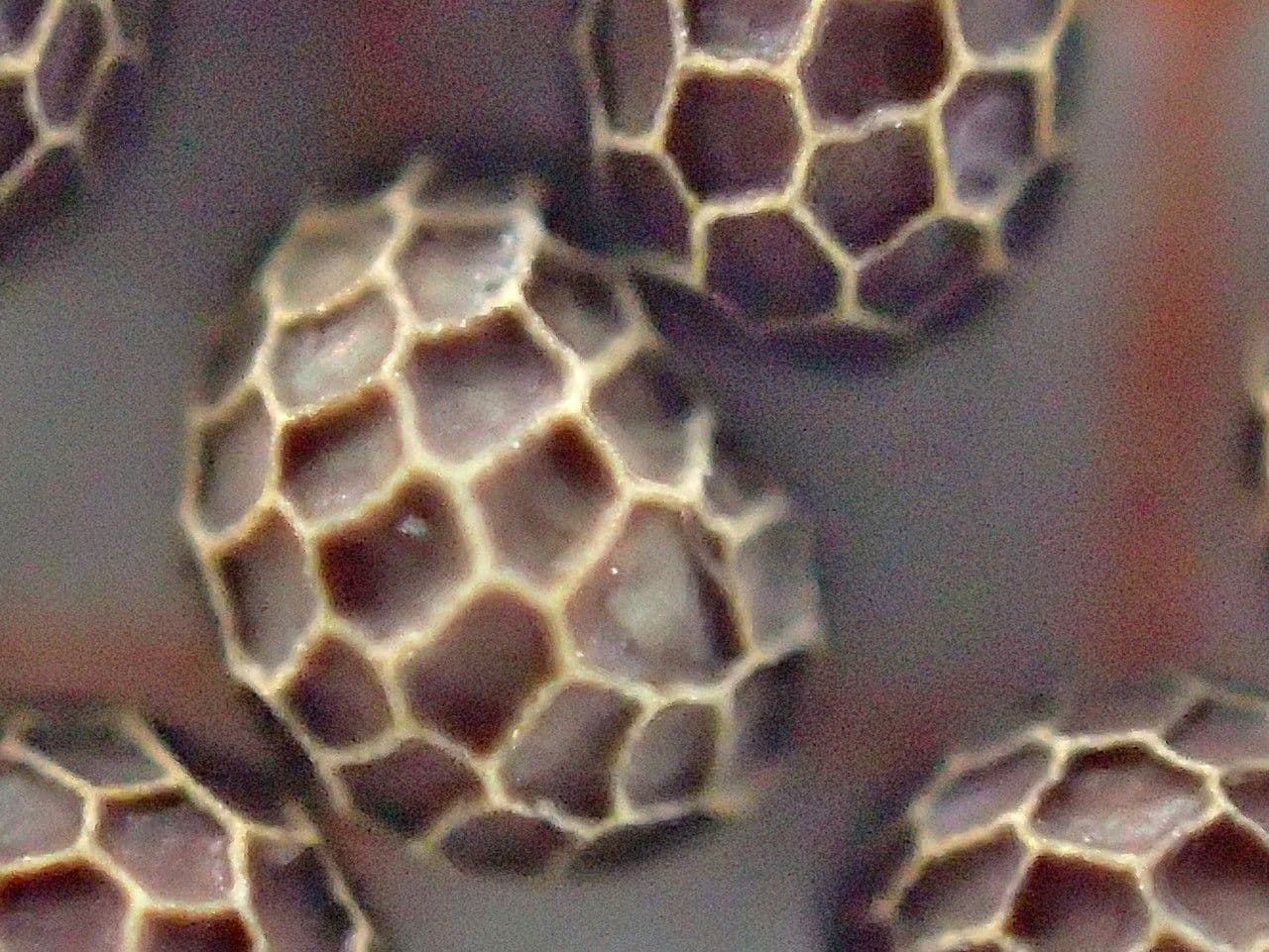 Schlafmohn 13