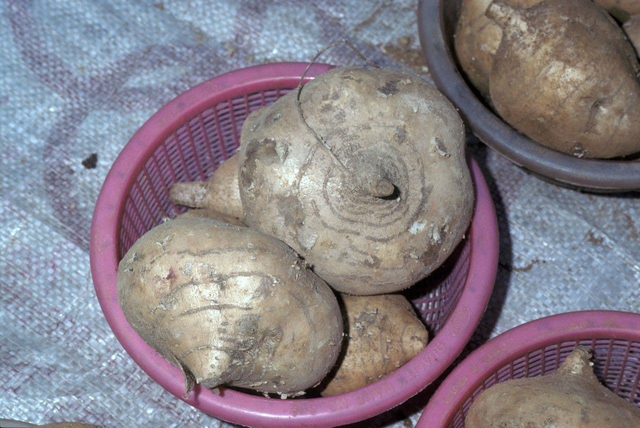 Jicama 22