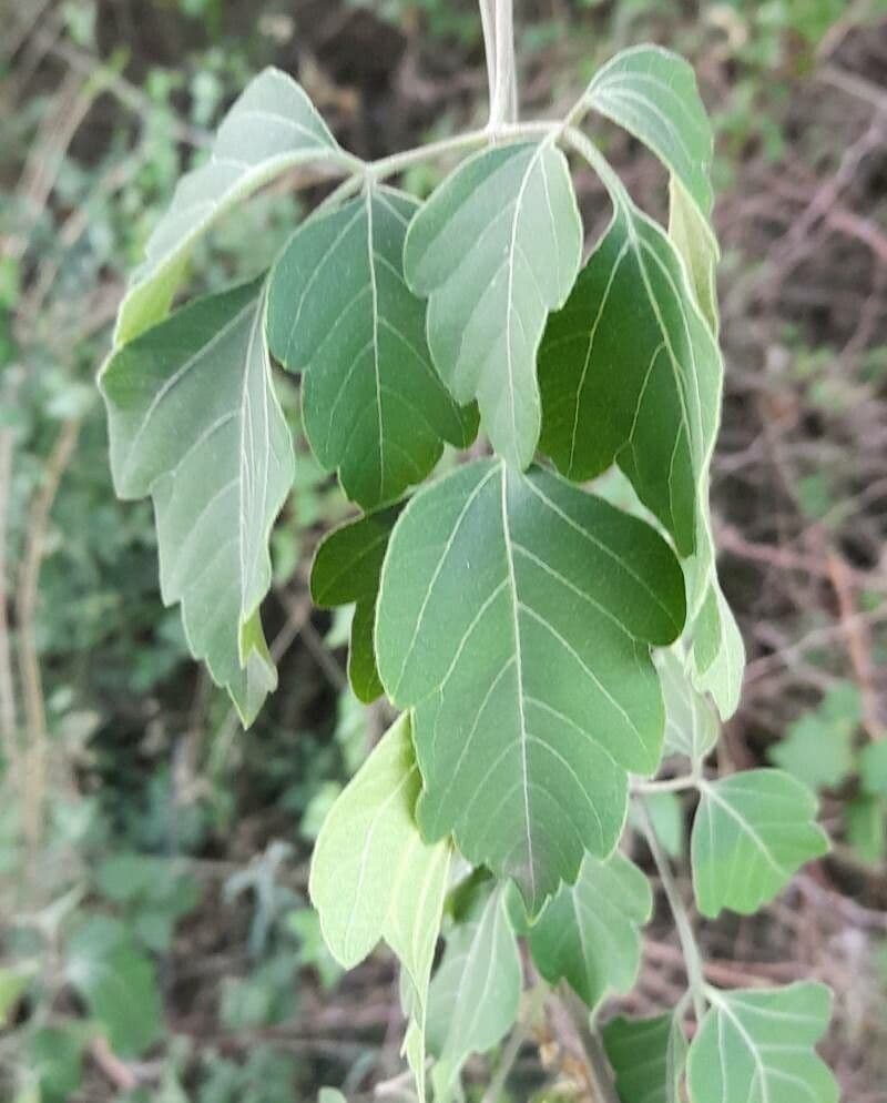 Serjania glabra 7