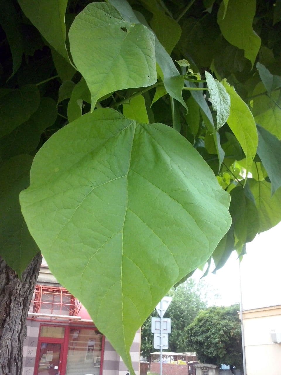 Katalpa vajcovitolistá 16