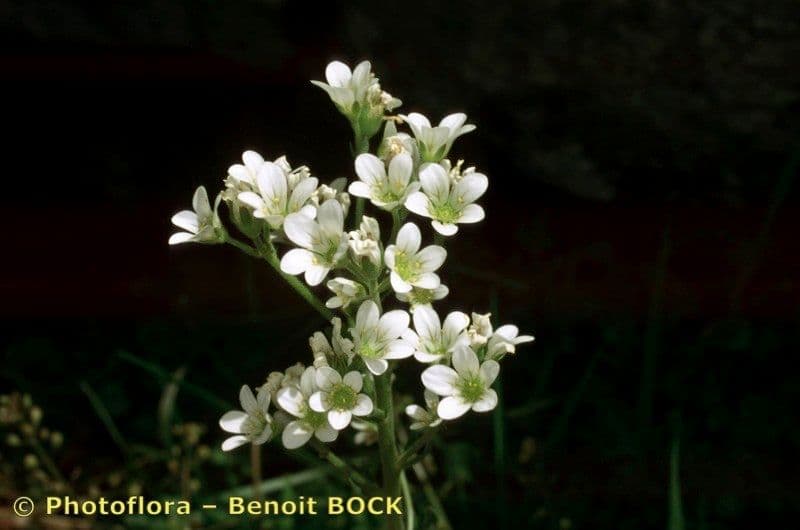 Saxifraga 18