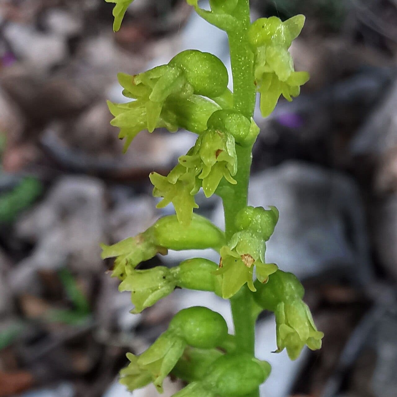 Gennaria diphylla 8