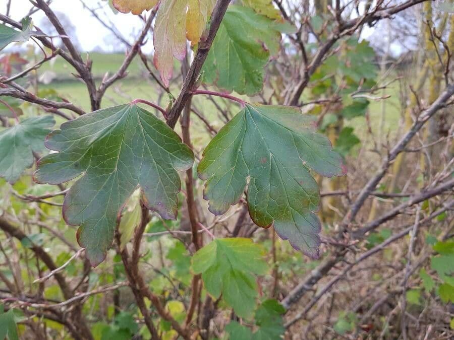 Ribes alpino 16