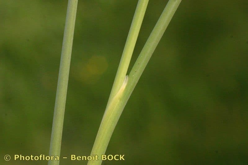 Jonc subulé 12