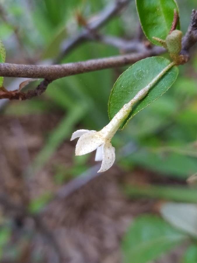 Elaeagnus multiflora 7