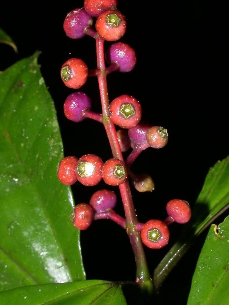 Miconia 2