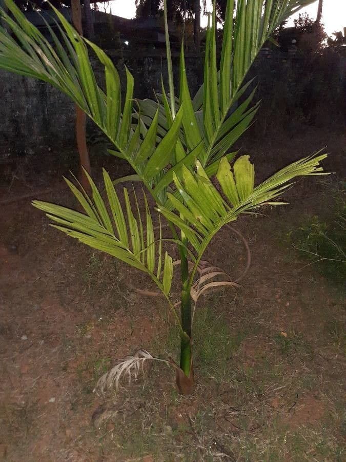 Areca 25
