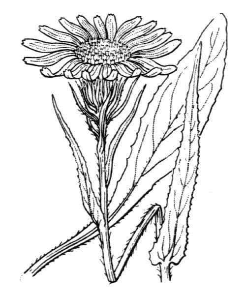 Gemsen-Greiskraut 20