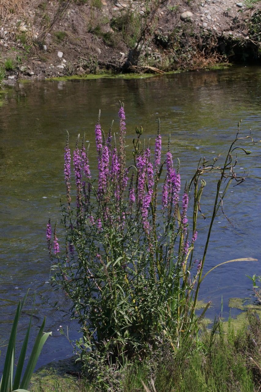 Salcerella comune 14