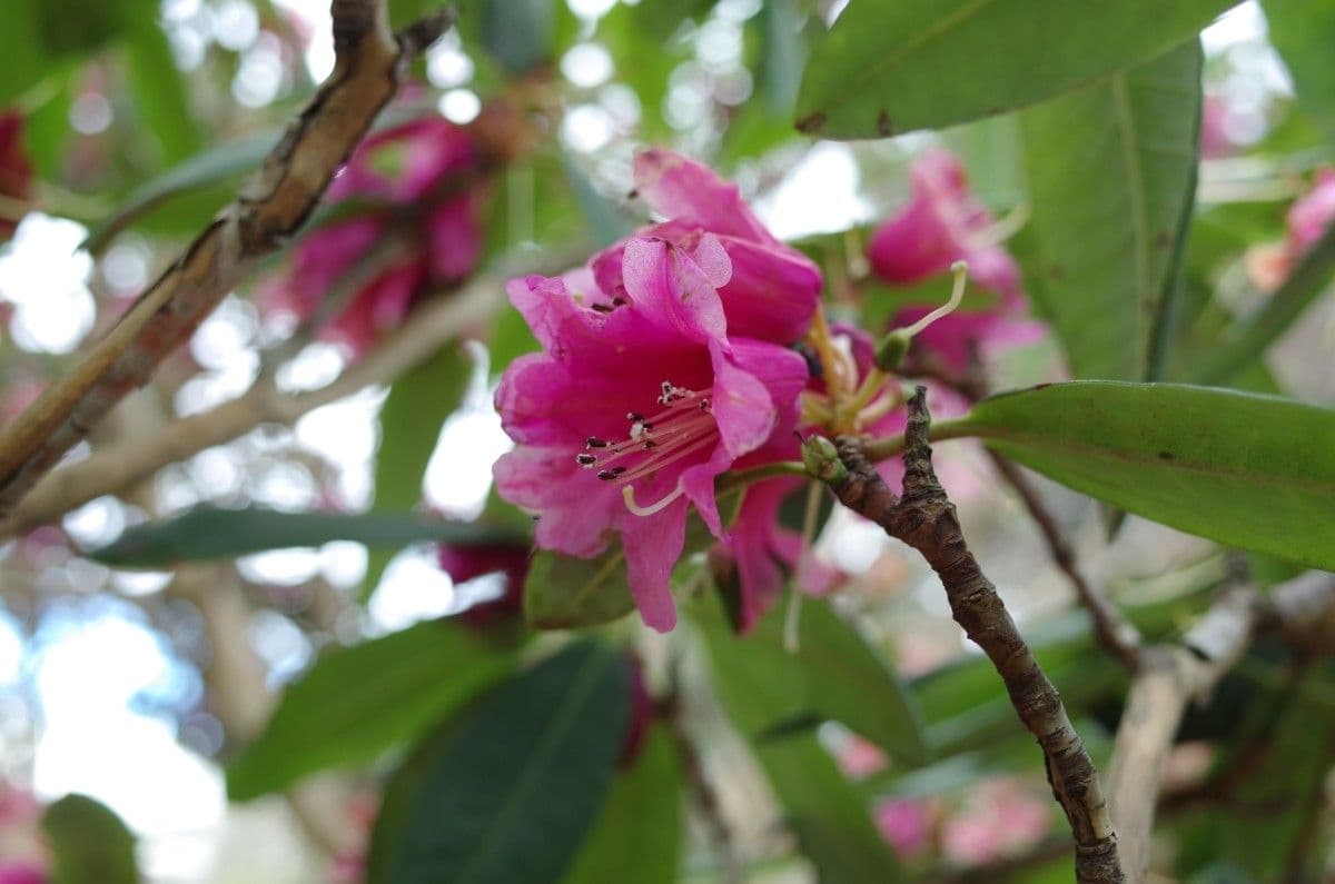 Rododendron anthosphaerum 4