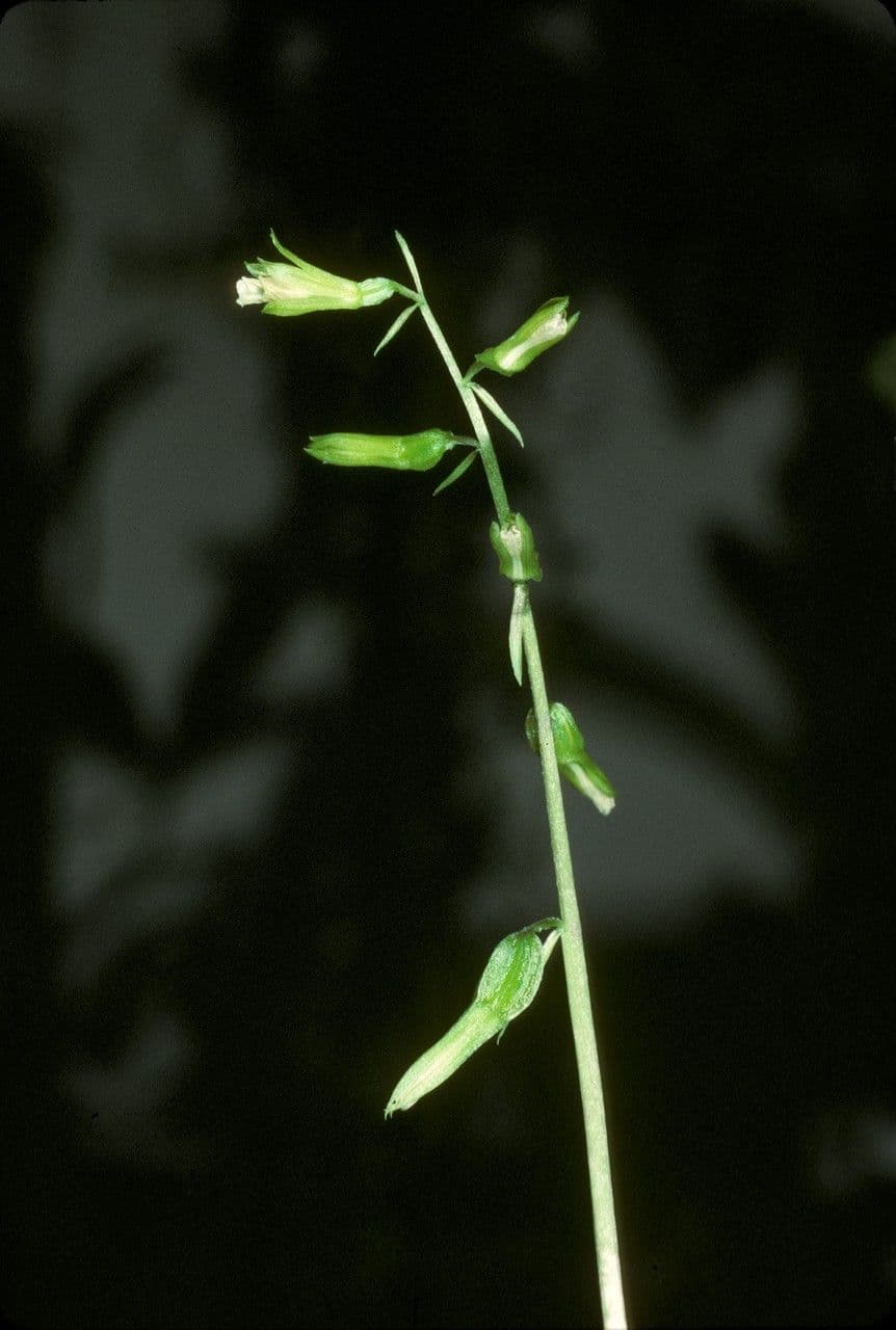 Nervilia 2