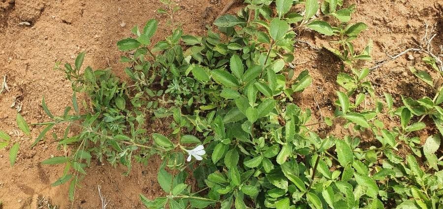 Barleria argentea 7