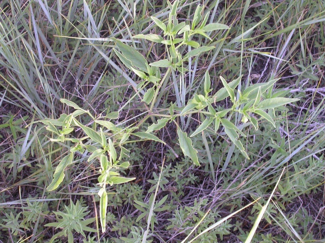 Physalis pumila 5
