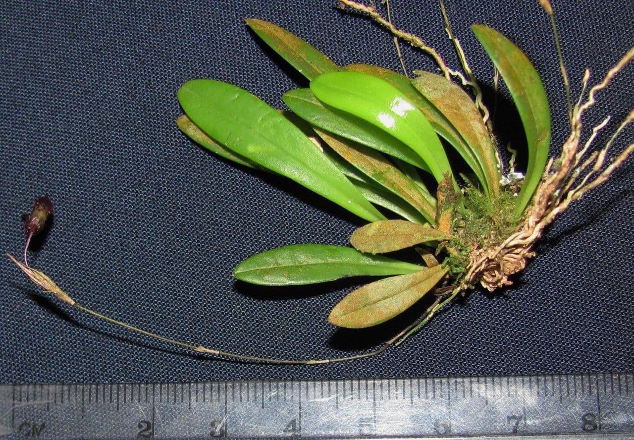 Specklinia 15