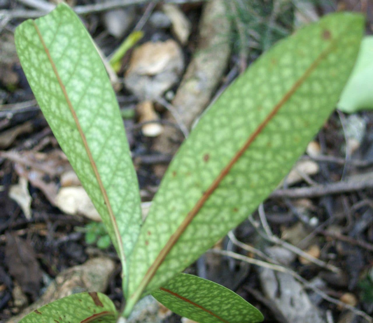 Coptosperma borbonicum 12