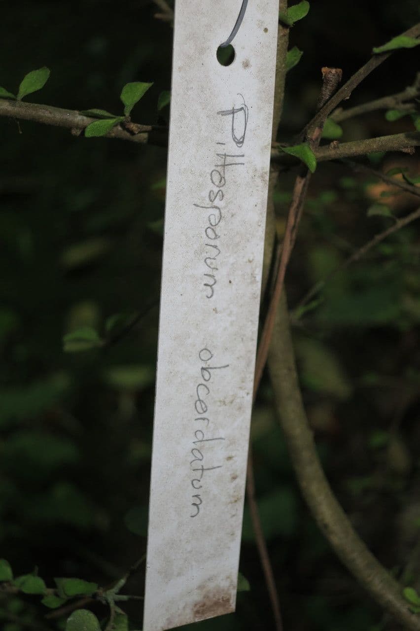 Pittosporum obcordato 4