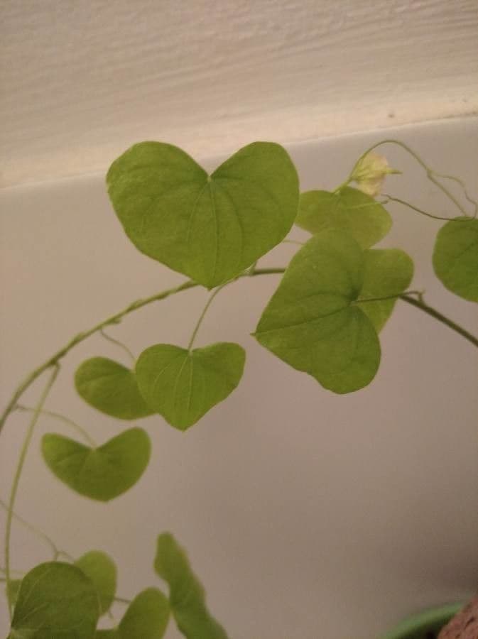 Dioscorea 15