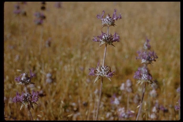 Salvia cardo 9
