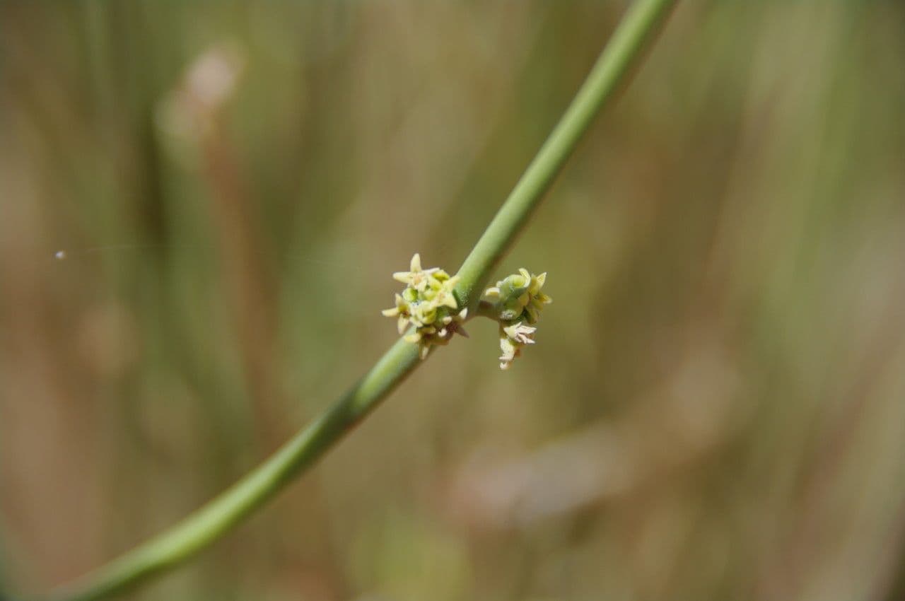 Leptadenia pyrotechnica 3