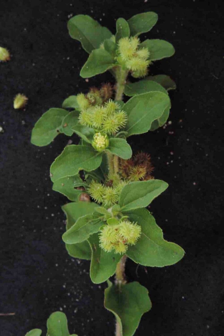 Acanthospermum australe 17