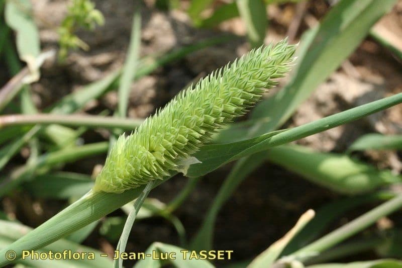 Phalaris 2