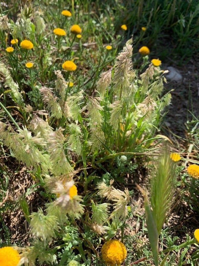 Lamarckia dorata 19