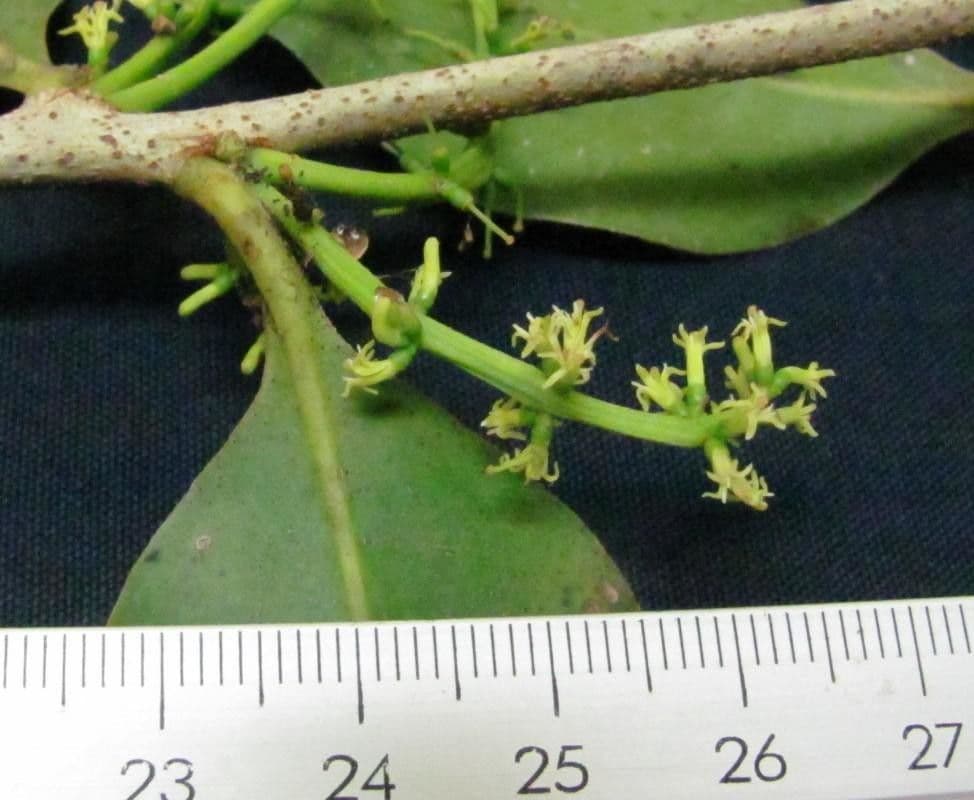 Struthanthus 2