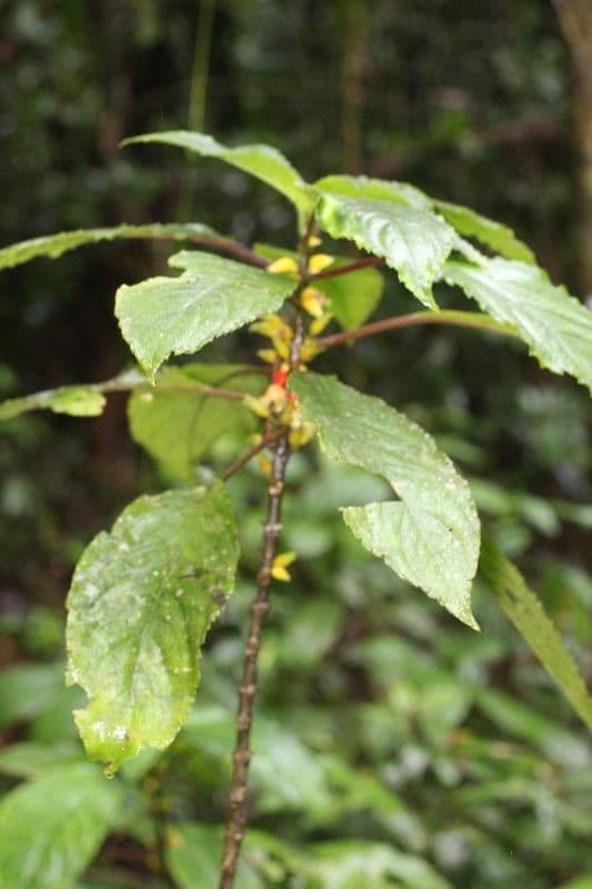 Besleria 10