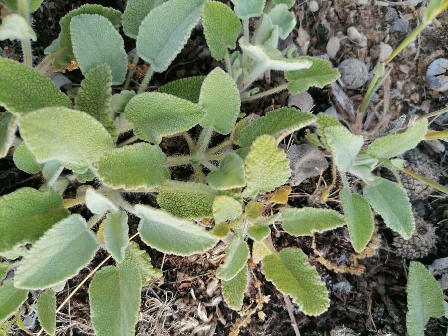 Gomera-Sideritis