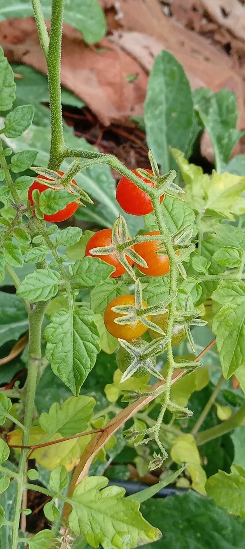 Pomodoro ribes 3