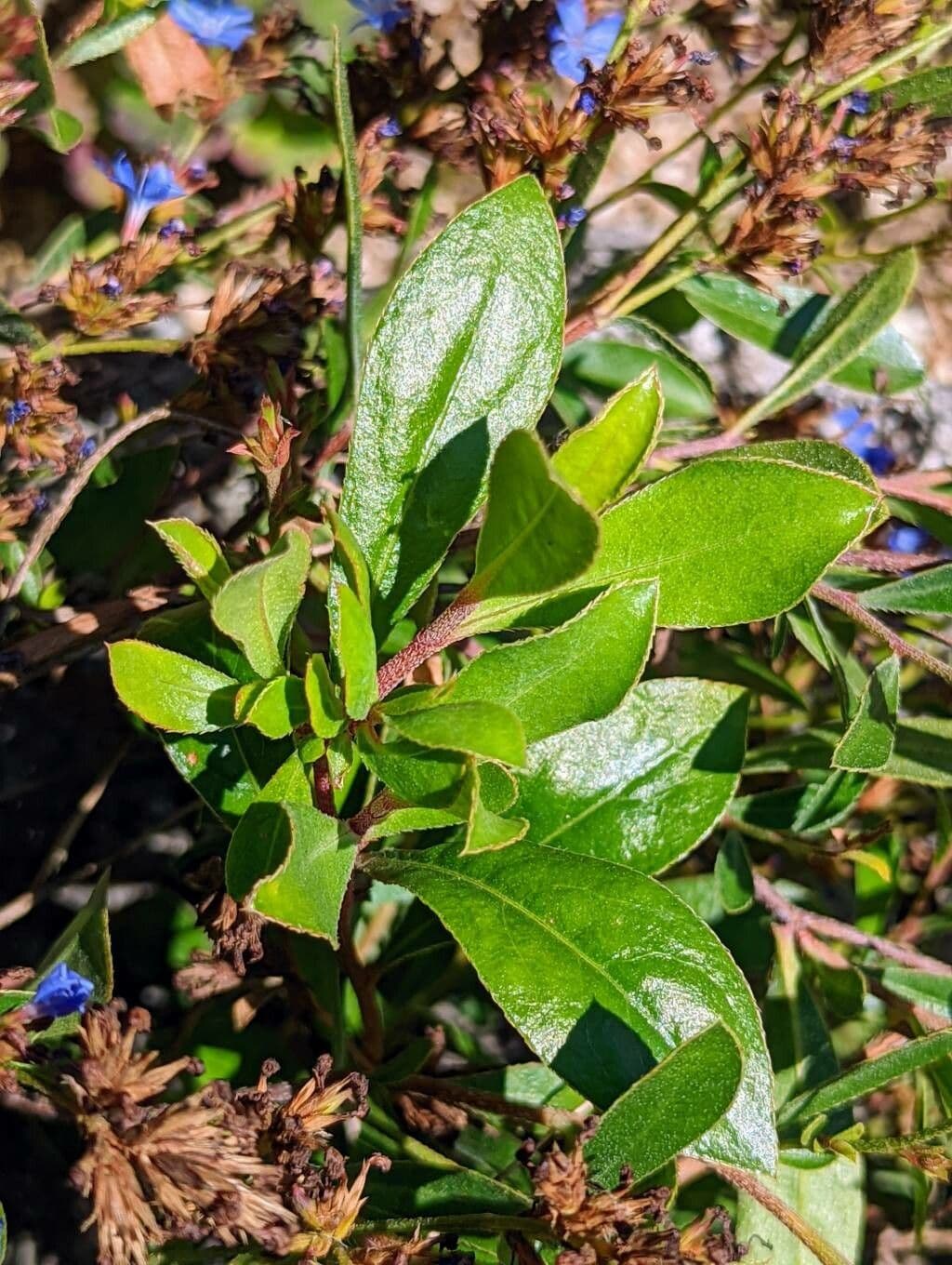 Ceratostigma nano 6