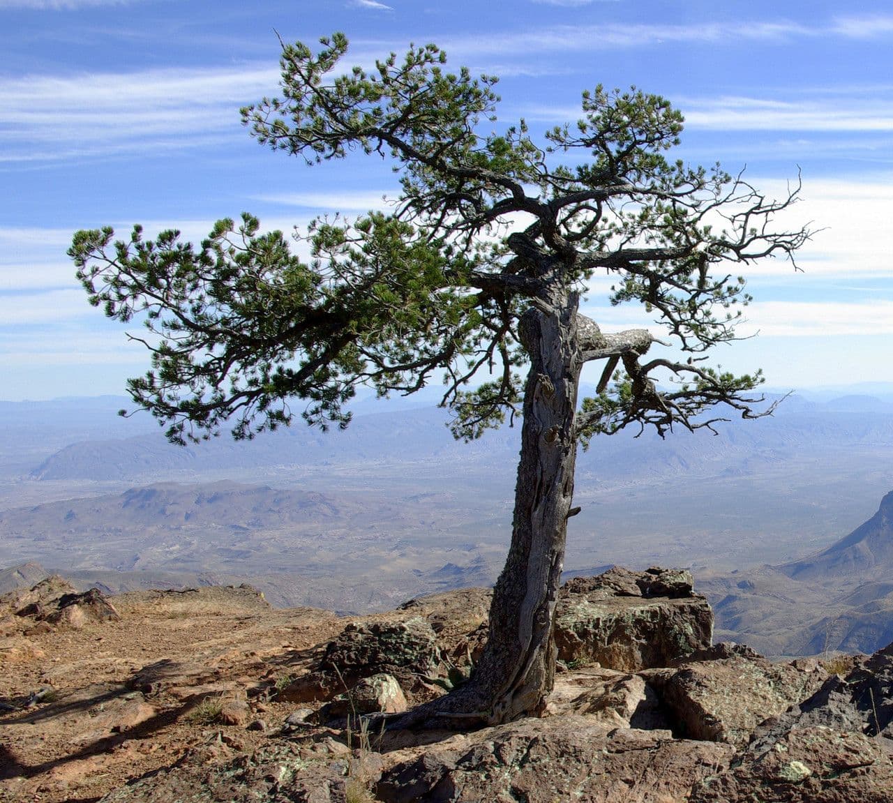 Pinyon pine 10