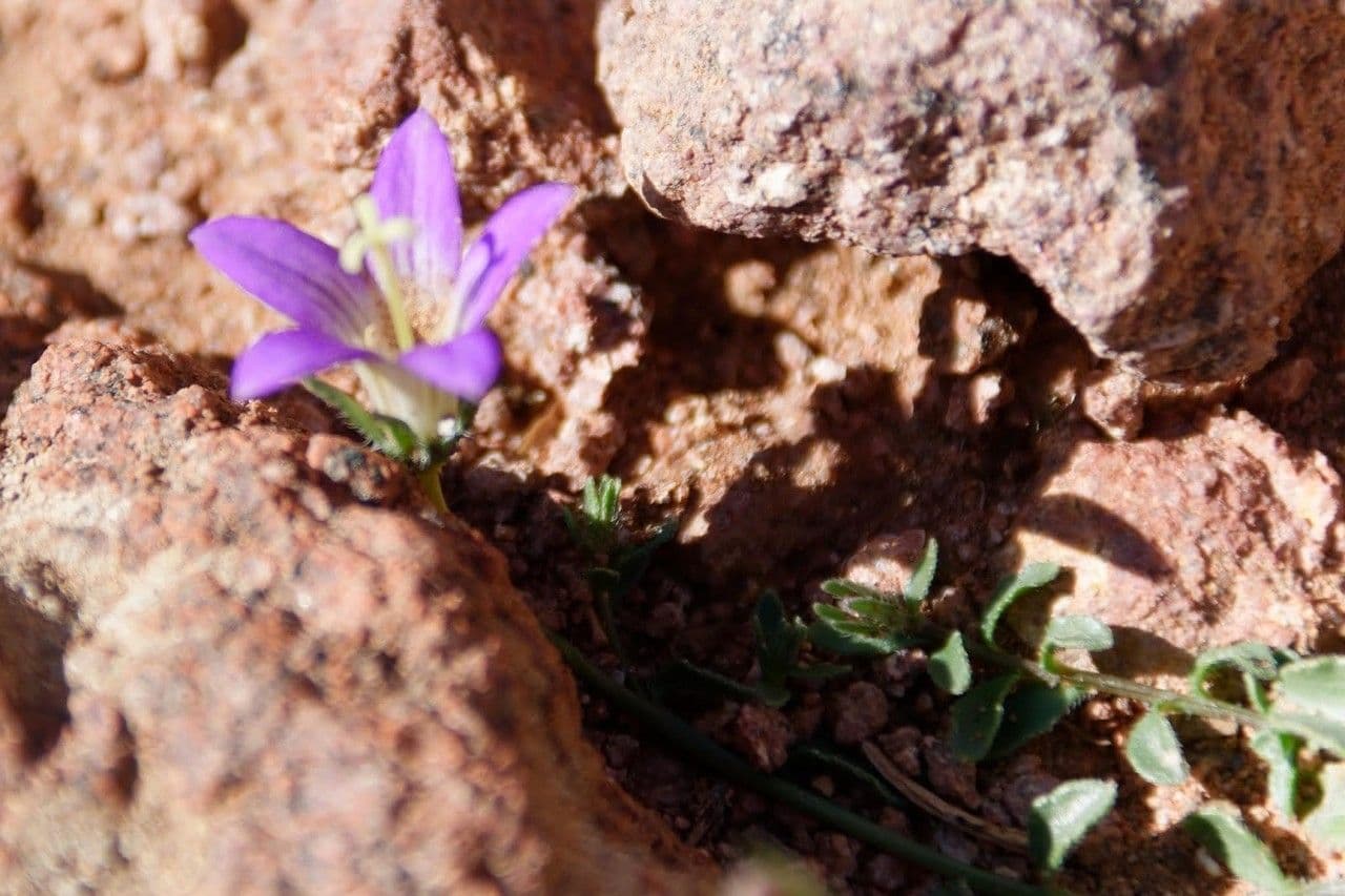 Campanula 3