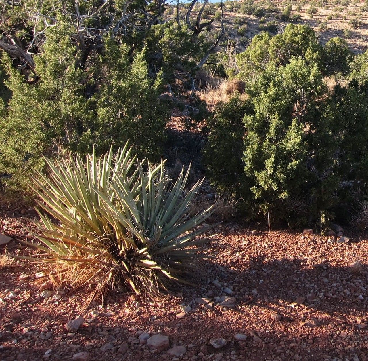 Yucca bacata 15