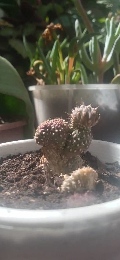 Feuer-Cholla 18