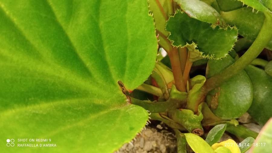 Bergenia cordifolia 24