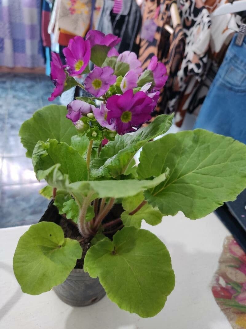 Primula 9